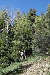 John points the way through the jungle [sun may 28 10:48:40 mdt 2017]